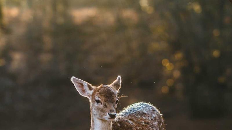 Immigration lawyer consulting with a client