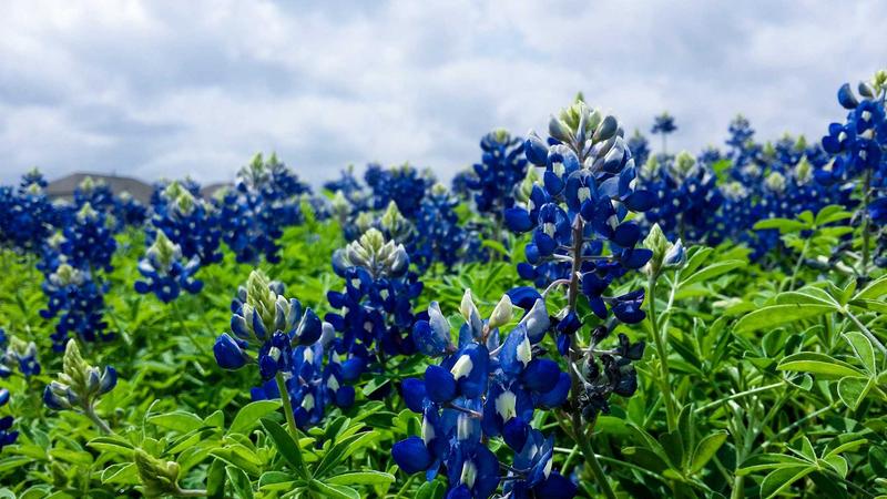 Person reviewing estate planning documents with a lawyer